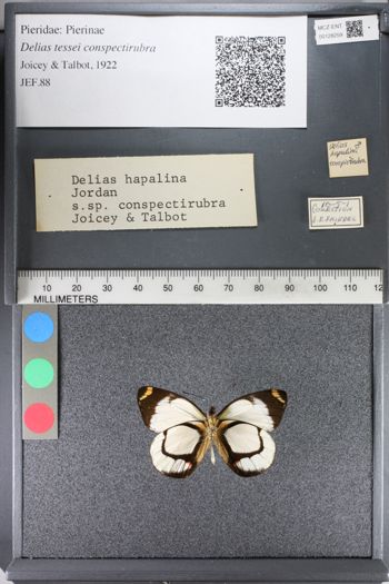 Media type: image;   Entomology 128259